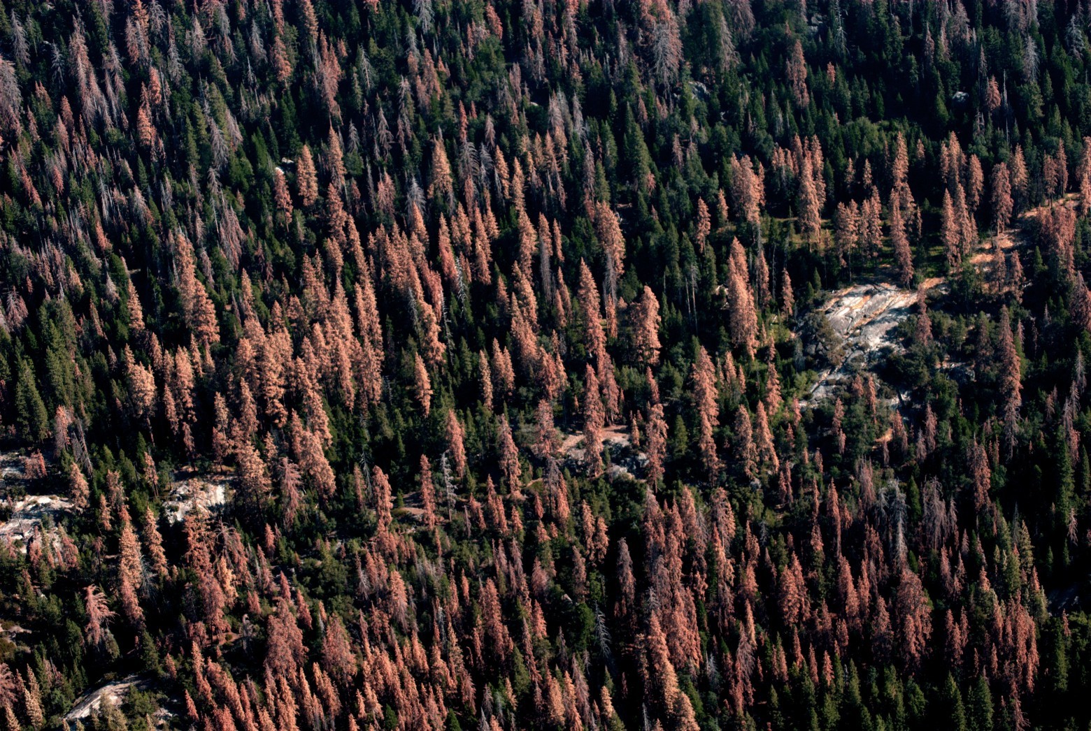 Засуха в Калифорнии поразила треть леса, умерло 102 млн деревьев - 3